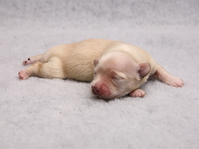 Kennel Miki Nanoq Bichon Havanais hvalpe